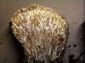 Ramaria stricta - Steife Koralle - Splingen bei Helmstedt